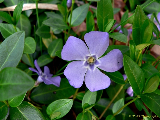 {Vinca minor}